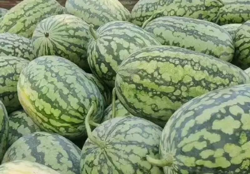 绿裳西瓜支持电商货市场货精品货，已经上市，货源充足。