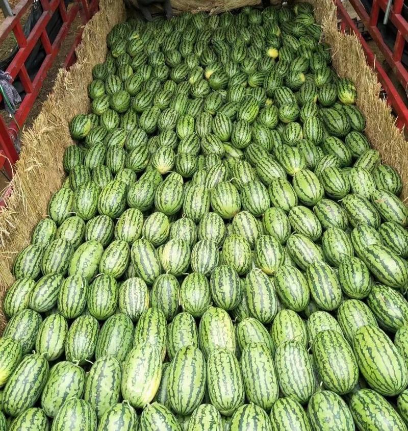 绿裳西瓜支持电商货市场货精品货，已经上市，货源充足。