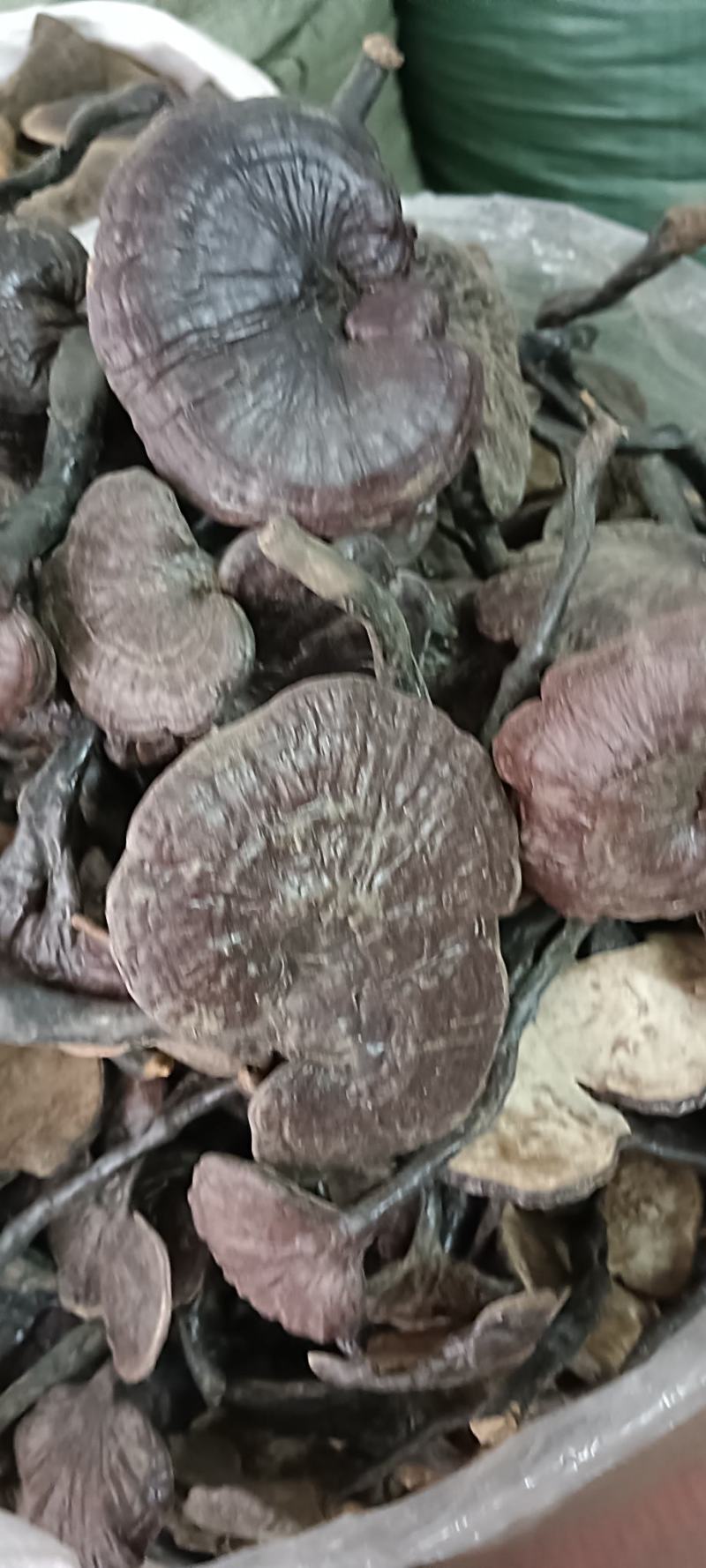竹灵芝，中药材竹灵芝