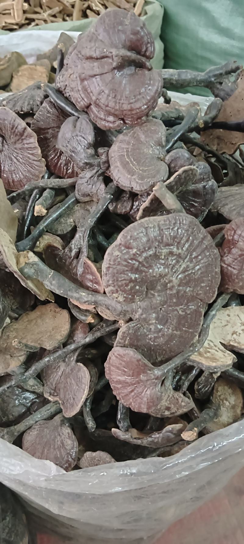 竹灵芝，中药材竹灵芝