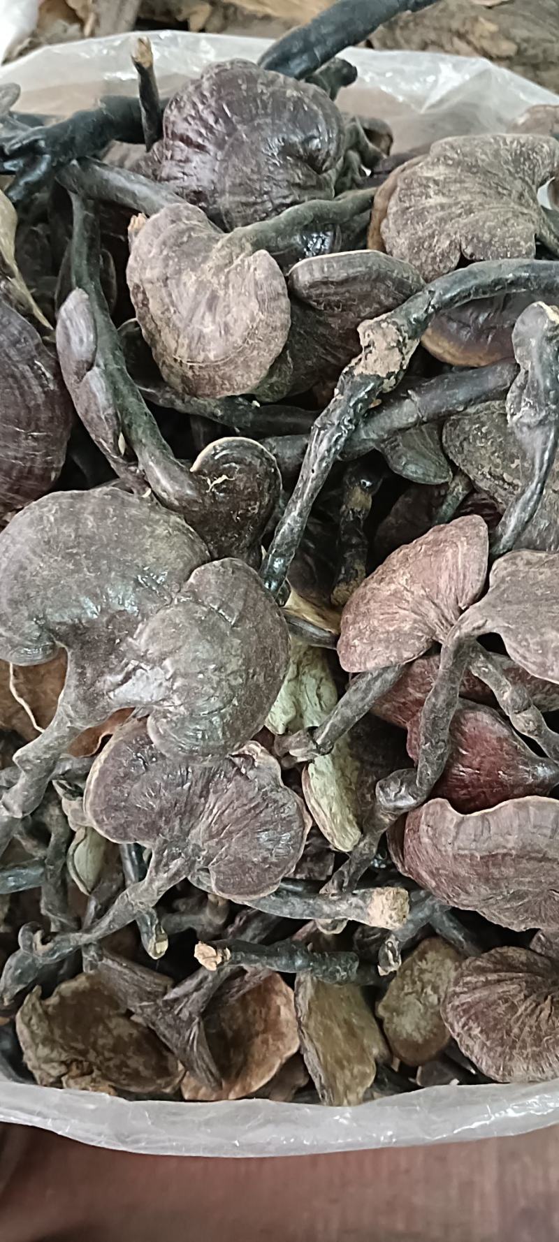竹灵芝，中药材竹灵芝