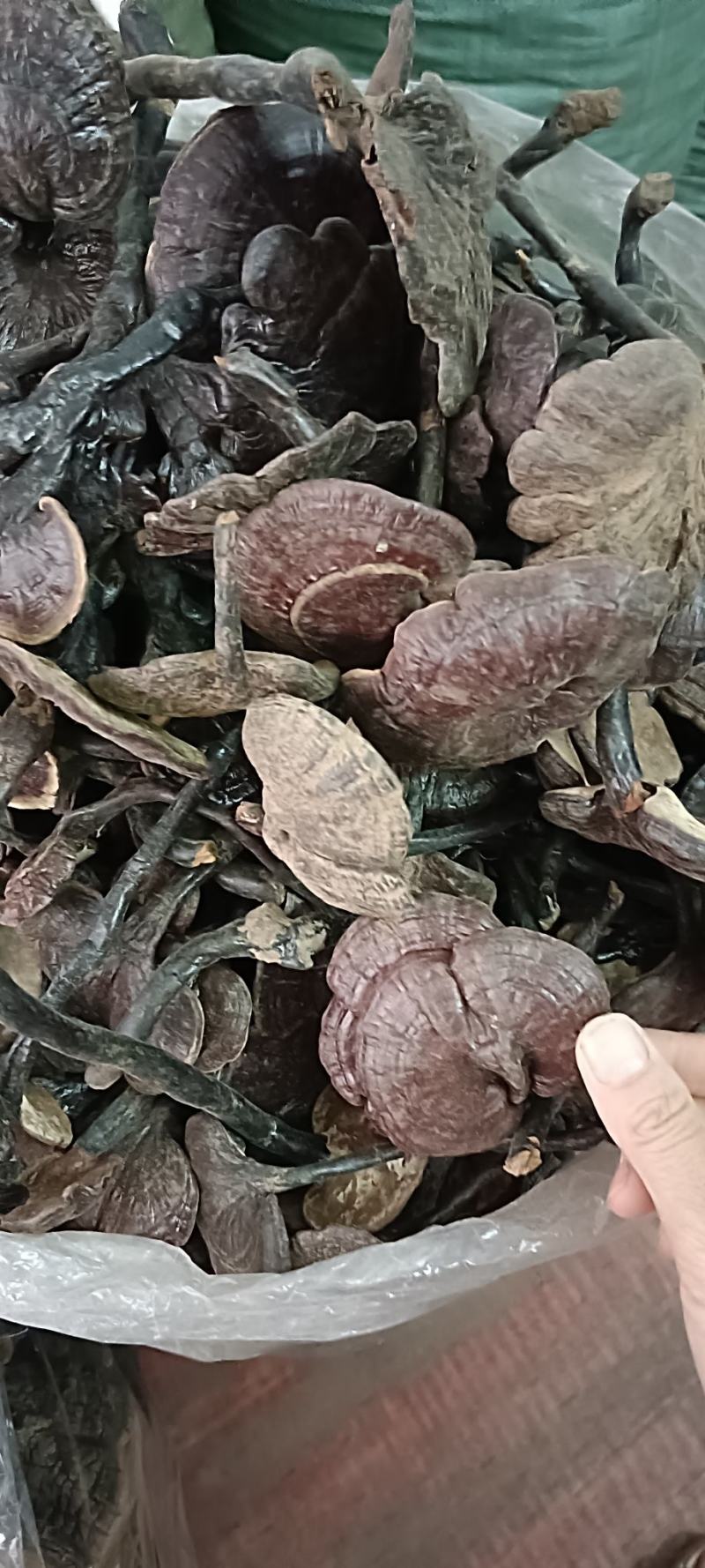 竹灵芝，中药材竹灵芝
