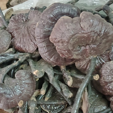 竹灵芝，中药材竹灵芝