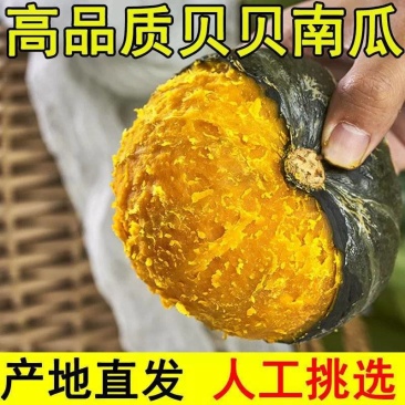 【新鲜贝贝小南瓜板栗味婴儿辅食老南瓜粉糯香甜代发一件包邮