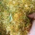 金银花，中药材金银花，