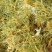 金银花，中药材金银花，