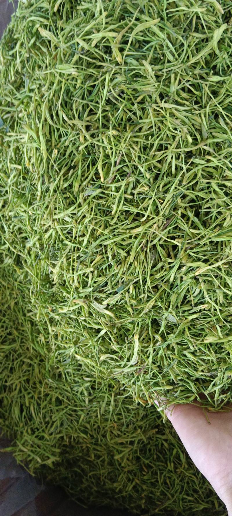 金银花，中药材金银花，