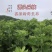 端午节，插门艾，艾蒿