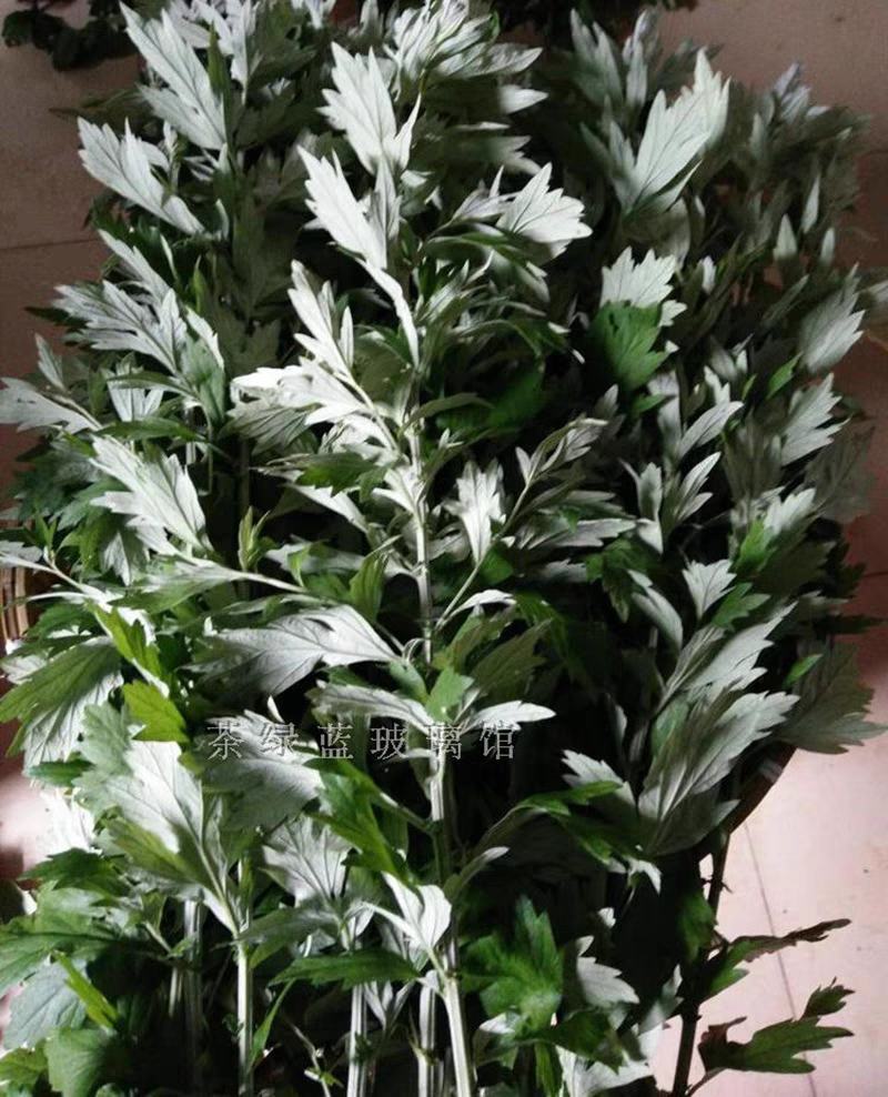 端午节，插门艾，艾蒿