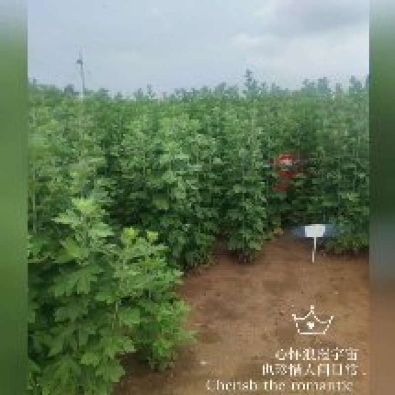 艾草新鲜正宗艾草艾叶长棵整株端午节挂门上驱蚊整把全株