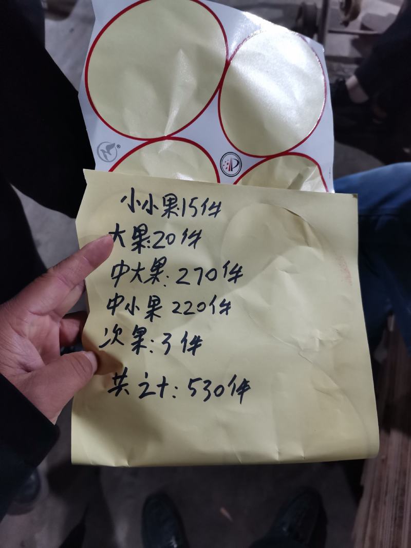 金花一号即将大量上市中产地直销