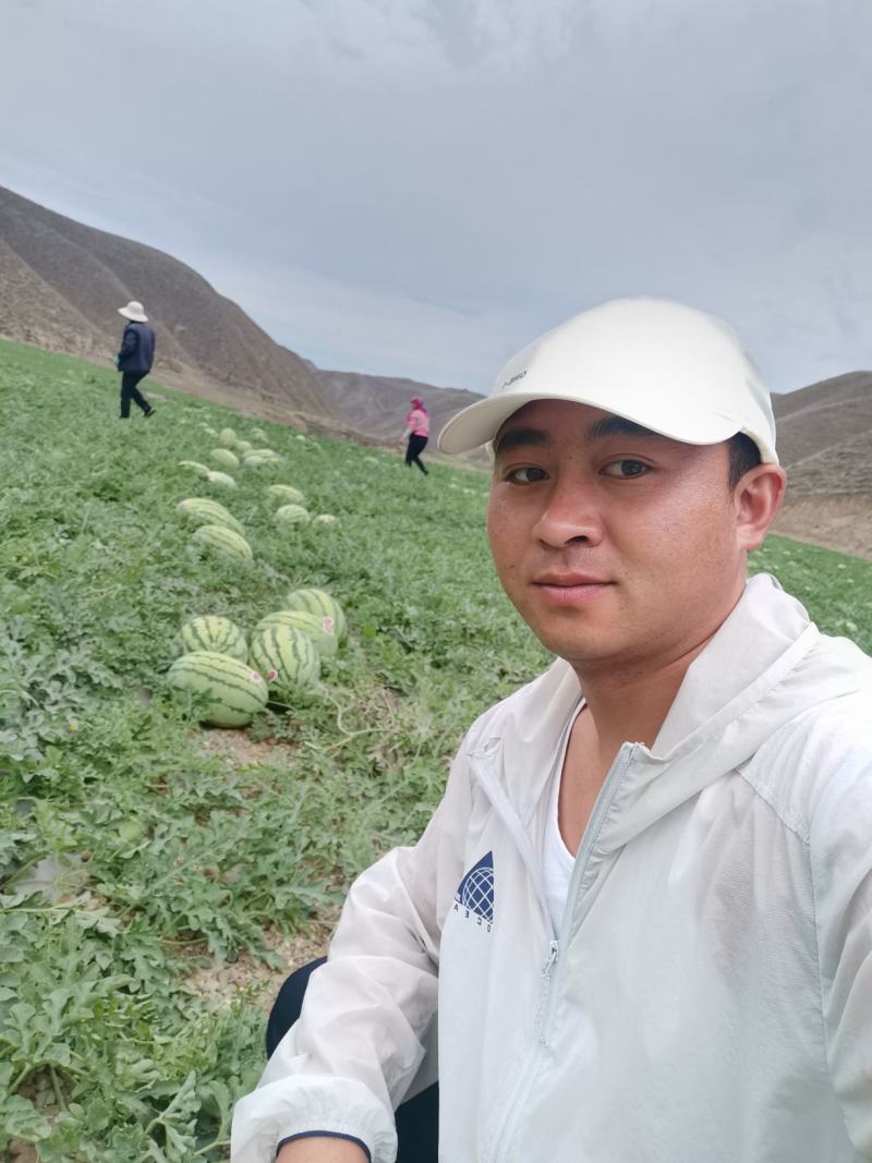 金花一号即将大量上市中产地直销