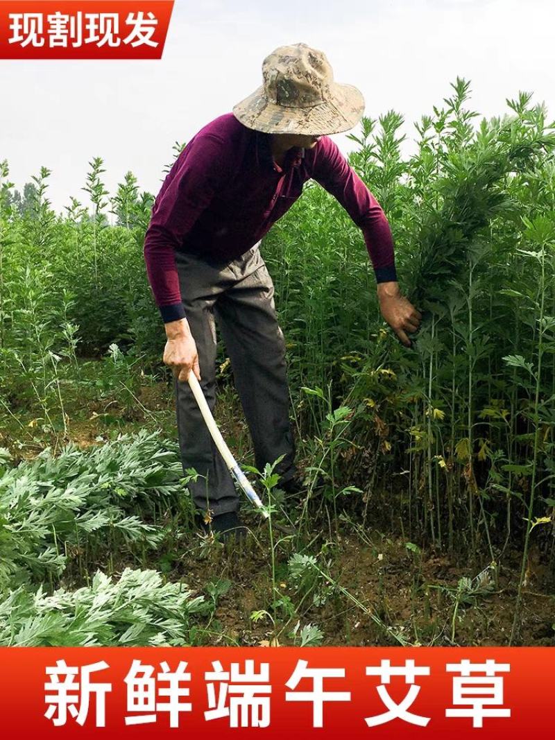 艾草新鲜正宗艾草艾叶长棵整株端午节挂门上驱蚊整把全株