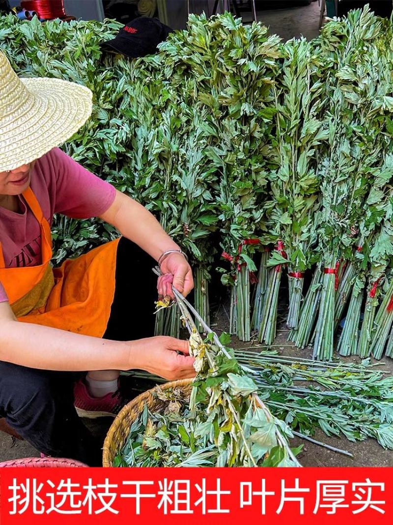 艾草新鲜正宗艾草艾叶长棵整株端午节挂门上驱蚊整把全株