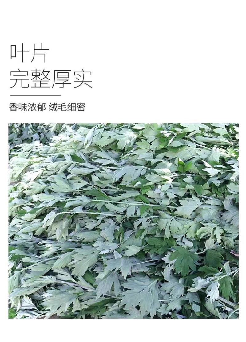 艾草新鲜正宗艾草艾叶长棵整株端午节挂门上驱蚊整把全株