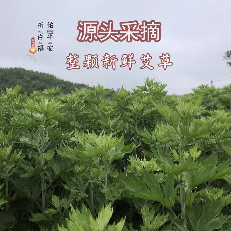 艾草新鲜正宗艾草艾叶长棵整株端午节挂门上驱蚊整把全株