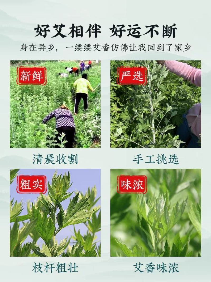 艾草新鲜正宗艾草艾叶长棵整株端午节挂门上驱蚊整把全株