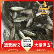 【鲈鱼苗】加洲鲈鱼苗淡水鲈鱼苗量大从优已训吃料水花批发