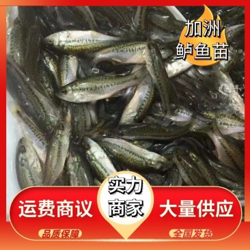 【鲈鱼苗】加洲鲈鱼苗淡水鲈鱼苗量大从优已训吃料水花批发