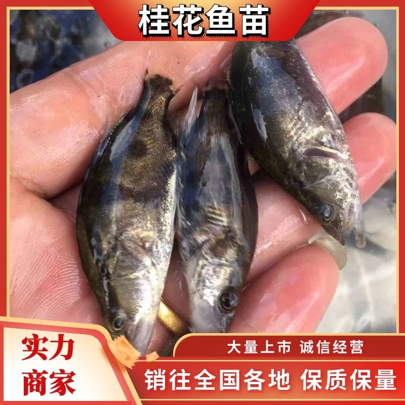 优质桂花鱼苗，鳜鱼苗，翘嘴鳜鱼苗，支持全国发货，技术指导