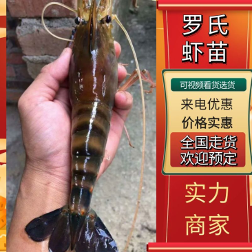 罗氏沼虾苗，大头虾苗，长臂虾苗泰国罗氏虾苗，台湾罗氏虾苗