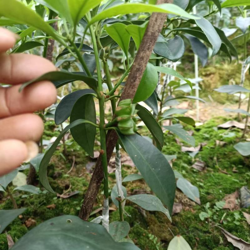 广西八角树苗嫁接八角苗基地供货易成活规格多样欢迎采购