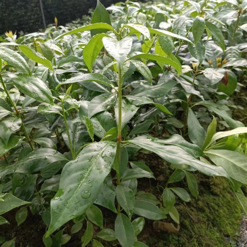 广西八角树苗嫁接八角苗基地供货易成活规格多样欢迎采购
