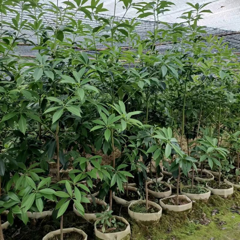 广西八角树苗嫁接八角苗基地供货易成活规格多样欢迎采购