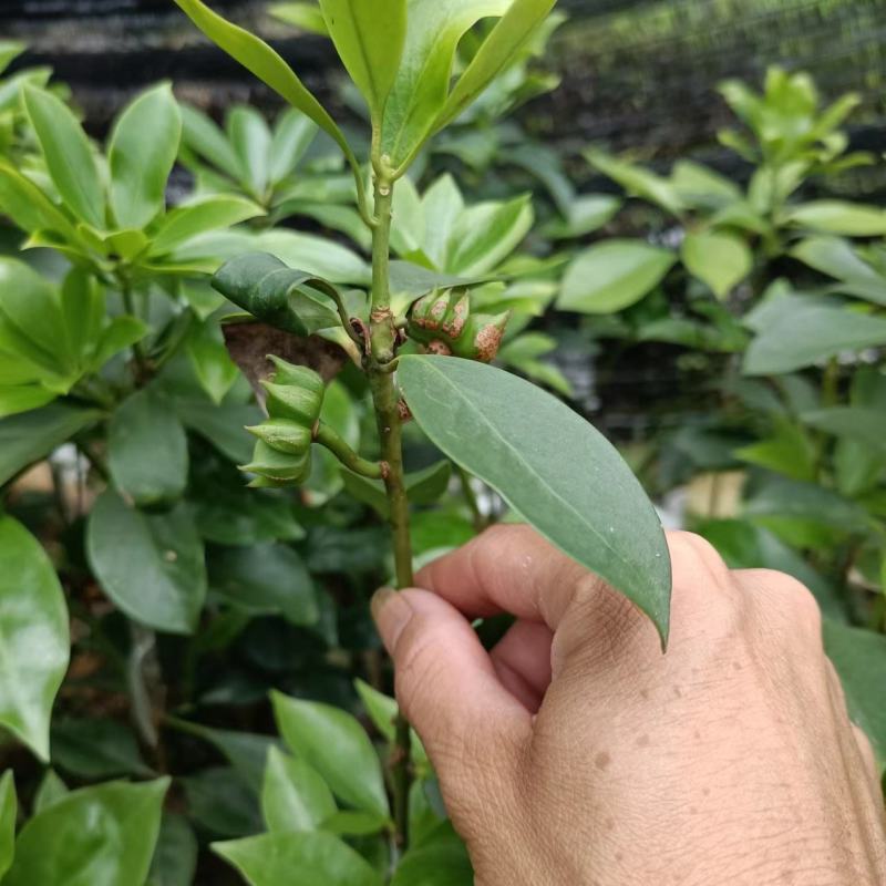 广西八角树苗嫁接八角苗基地供货易成活规格多样欢迎采购