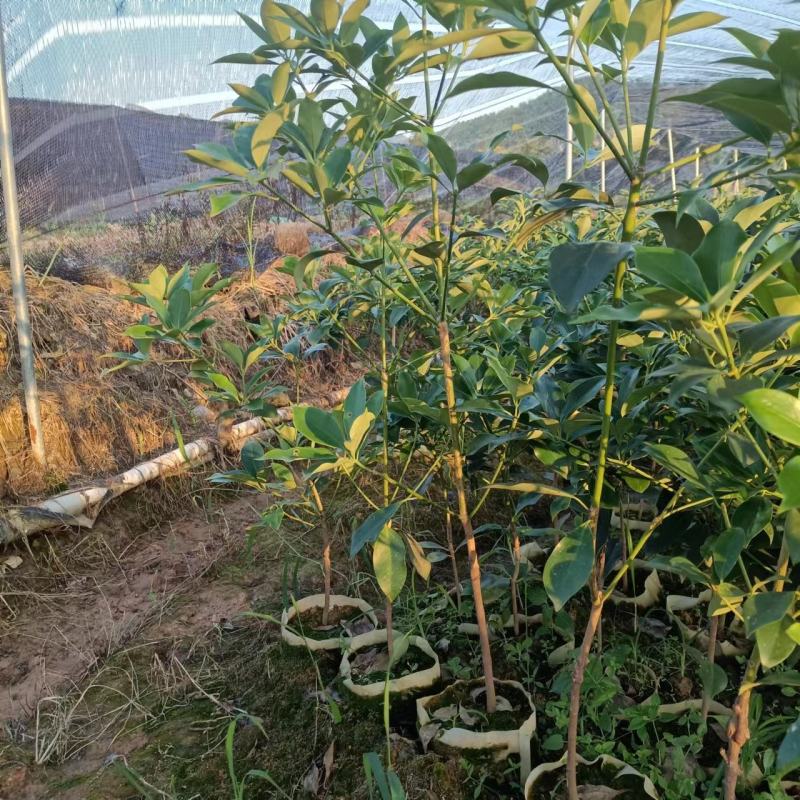 广西八角树苗嫁接八角苗基地供货易成活规格多样欢迎采购