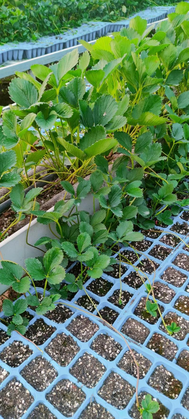 甜宝草莓苗精品杯苗根系发达成活率高苗圃直发欢迎联系