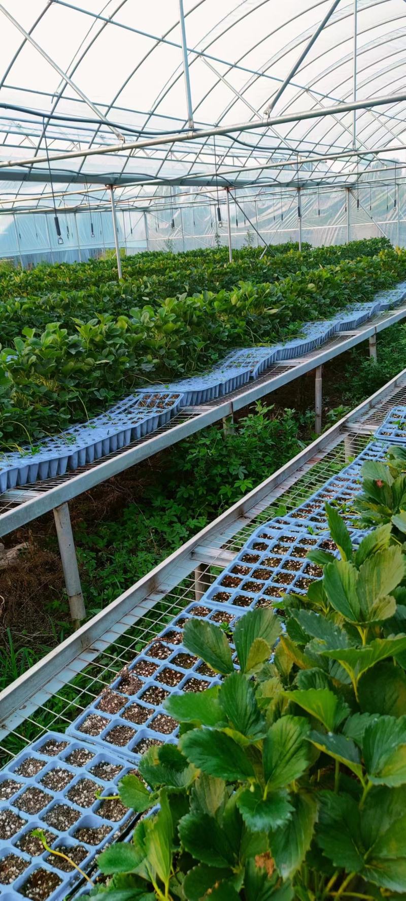 甜宝草莓苗精品杯苗根系发达成活率高苗圃直发欢迎联系