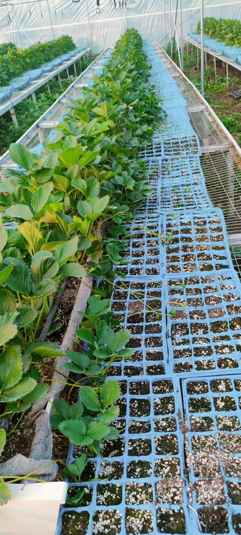 甜宝草莓苗精品杯苗根系发达成活率高苗圃直发欢迎联系