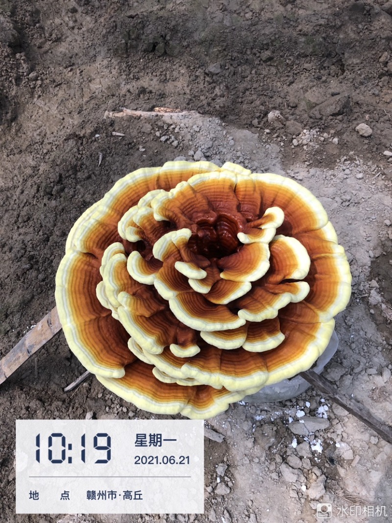 灵芝菌包