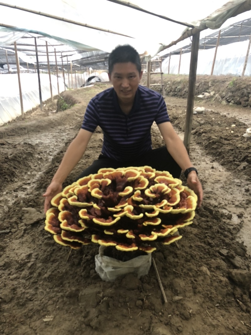 灵芝菌包