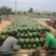 安徽甜王西瓜货源稳定随到随装代收代发全国市场
