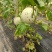 红金蜜，东方蜜，玉菇黄25系列，鲁厚甜，蜜露，库拉香瓜