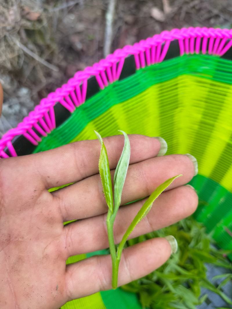 云南精品绿茶斯拉甲茶产地直发品质保证