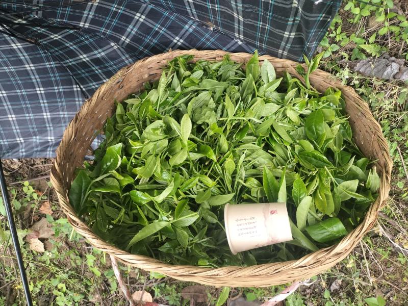云南精品绿茶斯拉甲茶产地直发品质保证