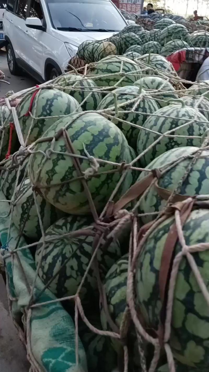 河南沙地美都西瓜大量上市