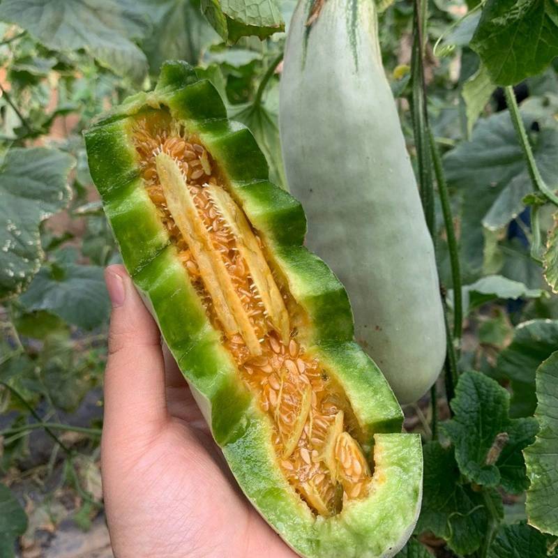 山东聊城博洋61羊角蜜代发3斤头茬脆甜多汁孕妇水果非路宝