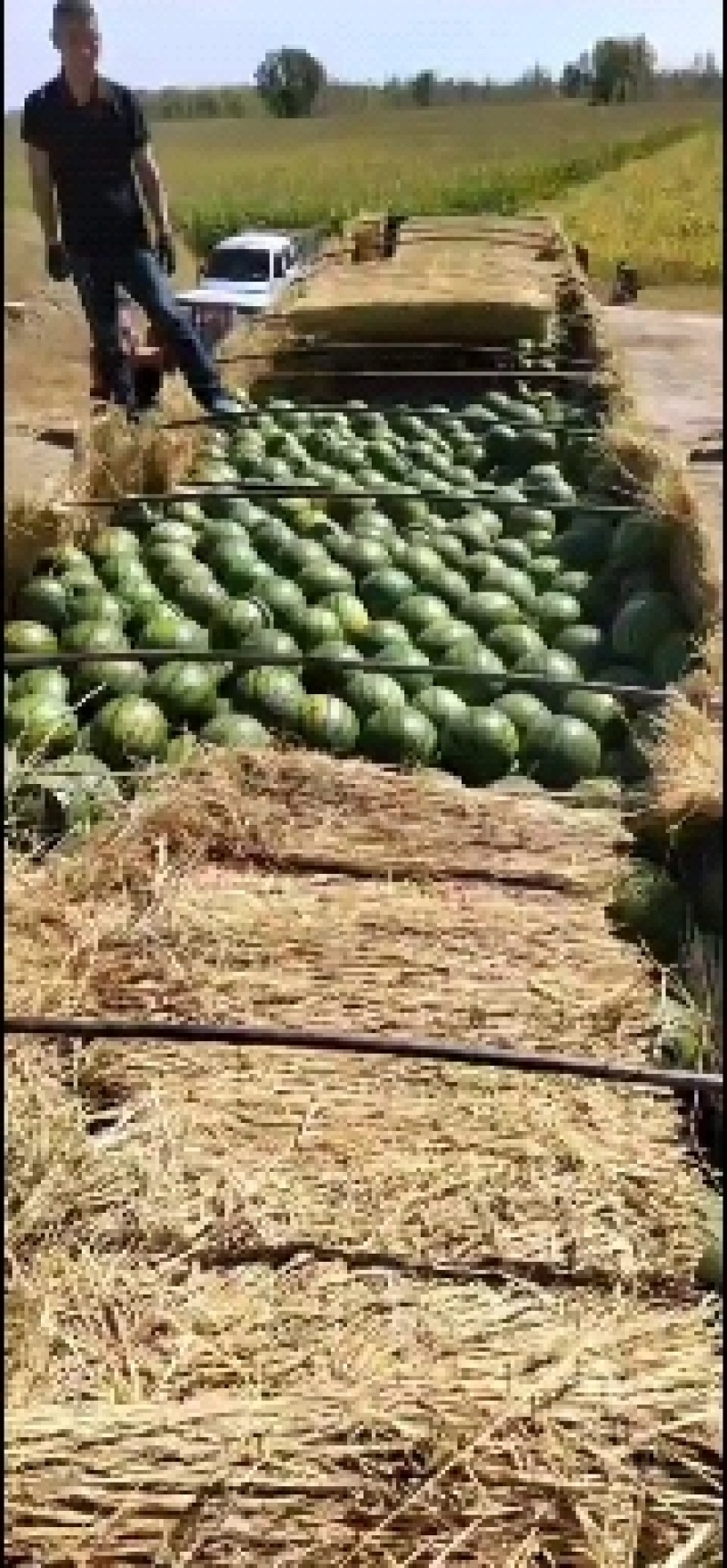 辽宁新民甜王西瓜皮毛鲜亮产地直供视频看货