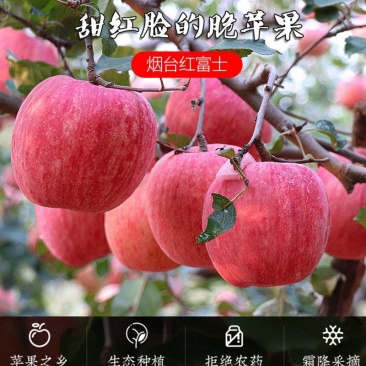 山东烟台红富士苹果生鲜水果新鲜应季脆甜整箱批