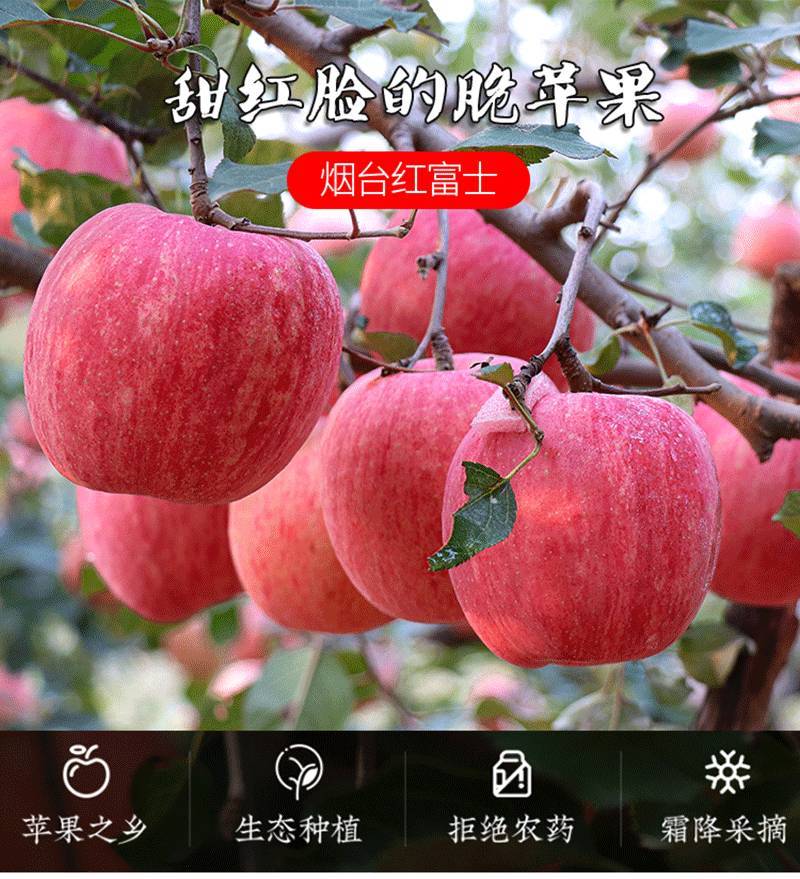 山东烟台红富士苹果生鲜水果新鲜应季脆甜整箱批