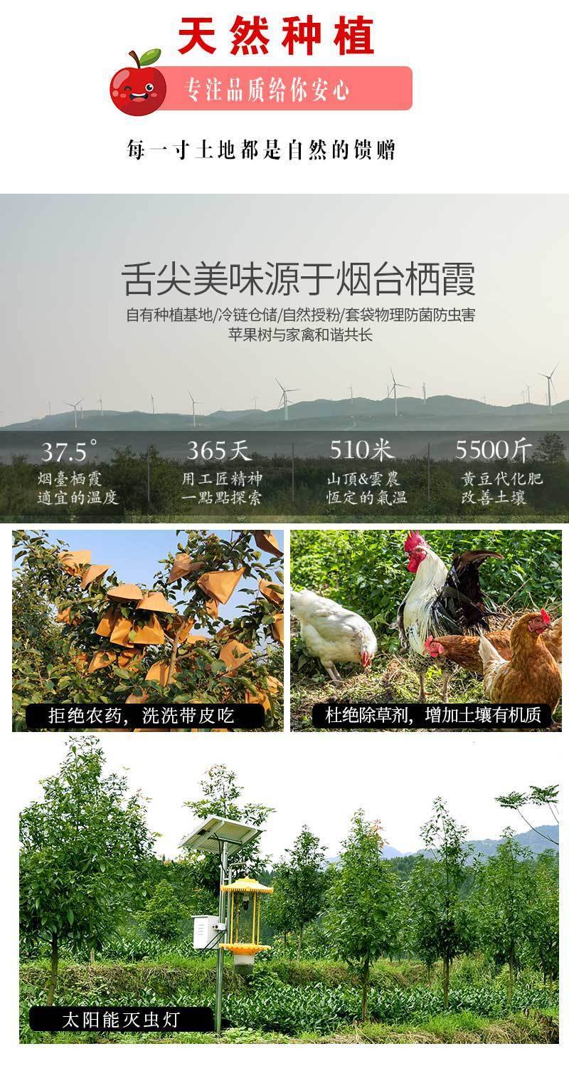 山东烟台红富士苹果生鲜水果新鲜应季脆甜整箱批