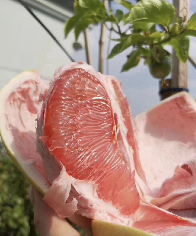 红肉蜜柚，沙田柚