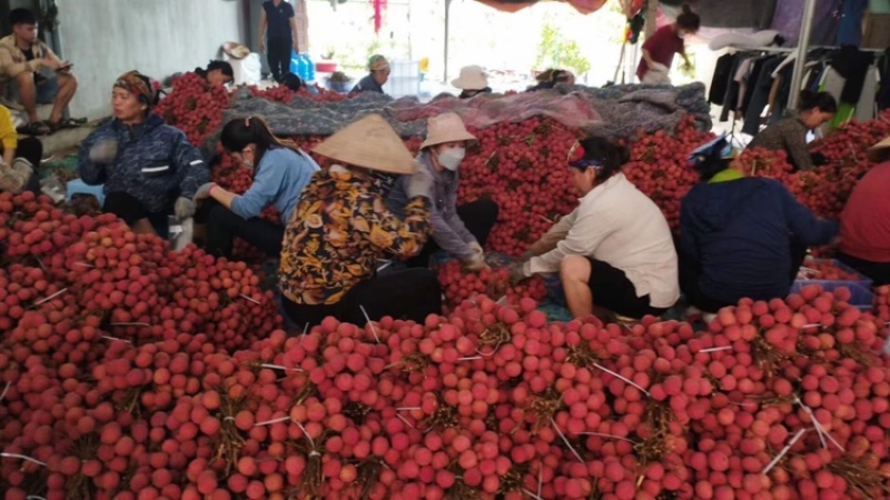 北流市荔枝大量上市产地价格实惠质量放心欢迎各位老板来p