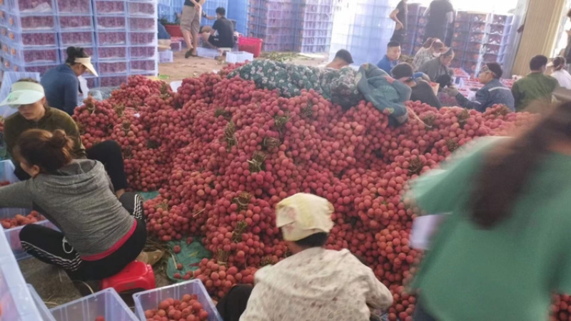 北流市荔枝大量上市产地价格实惠质量放心欢迎各位老板来p