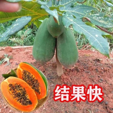 大青红肉木瓜苗，种植4个月后可开花结果