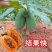 大青红肉木瓜苗，种植4个月后可开花结果